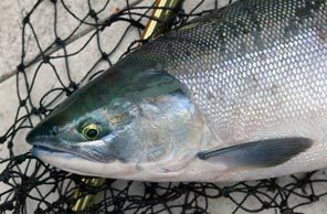 (Mark Harrison) A strong sockeye return in 2007 - third-highest since Bonneville Dam was built in 1938 - produced the first sport fishery since 2004.
