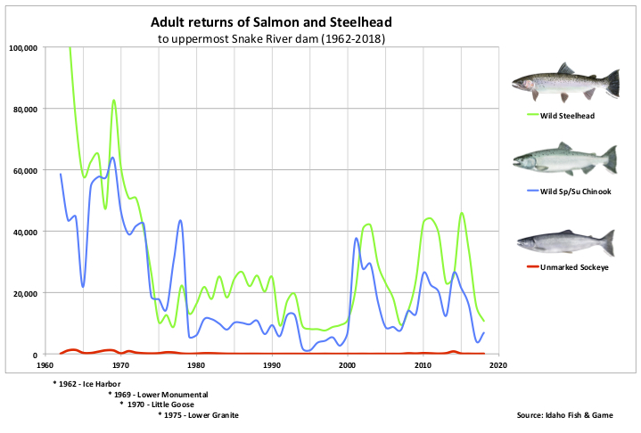 Adult returns of wild Salmon and Steelhead from 1962 to 2018 based on counts at the uppermost Lower Snake River Dam.  Four were constructed in the sixties and seventies and populations have been below historic levels ever since. (Source: Idaho Fish & Game's Master dataset)