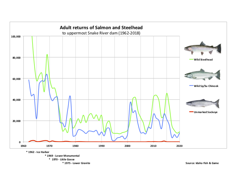 Graphic:  Returns of adult Steelhead, Chinook Salmon and Sockeye Salmon to the highest dam on the Lower Snake River. (1964-2020)