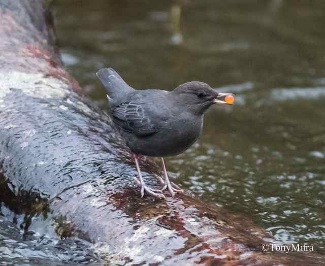 American Dipper with salmon egg. (Tony Mitra photo on flickr)