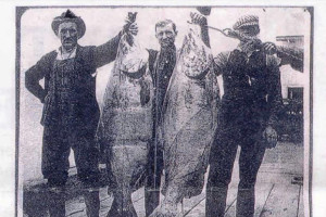 Big Chinook were once common place in the harvest at Astoria, Oregon in 1910.