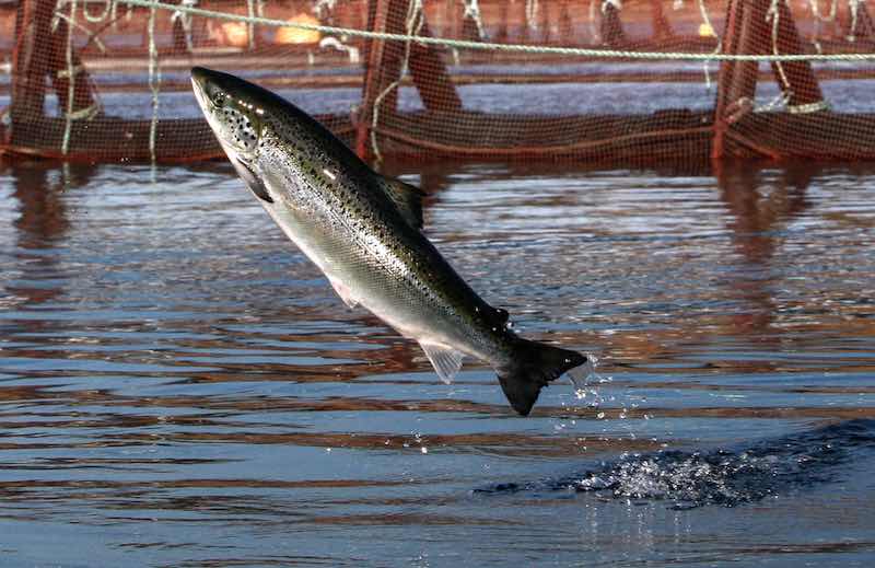 Washington has eight Atlantic salmon net pens. There are two types: commercial net pens for raising Atlantic salmon and enhancement net pens for wild salmon that will eventually be released. (Robert F. Bukaty photo)