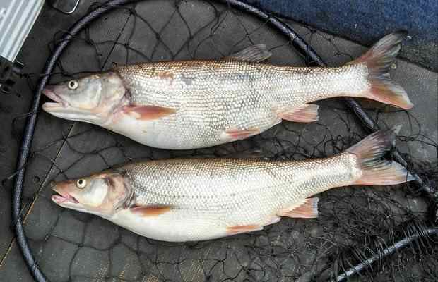 Two big northern pikeminnow caught by Jim Simonson of Kennewick. Nine pounds or nine inches, they're all worth the same amount.