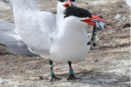 This Caspian tern wears ankle bracelets, bands that indicate where the bird was tagged.