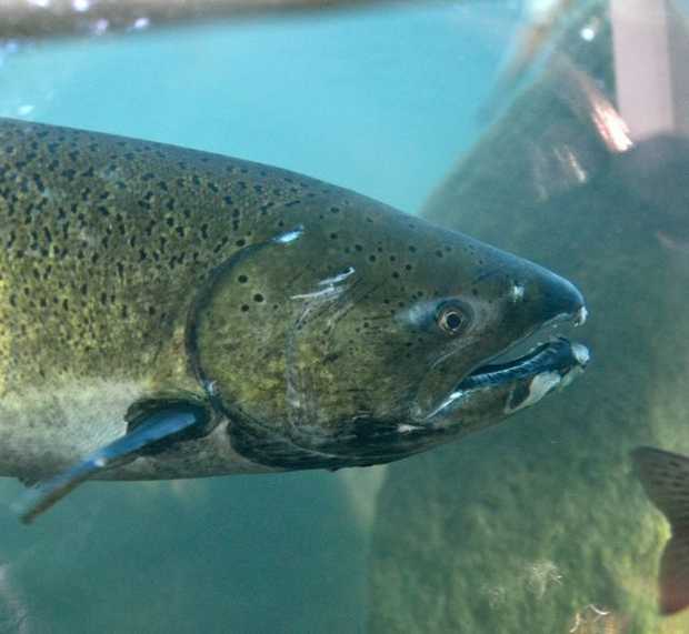 Chinook salmon is a favorite catch for Idaho anglers. (Pete Zimowsky photo)