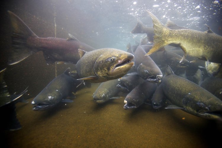 Adult Chinook Salmon (U.S. Fish and Wildlife Service)