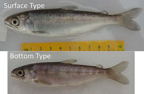 Hatchery-raised chinook salmon sort themselves into surface- and bottom-oriented groups in their rearing tanks.