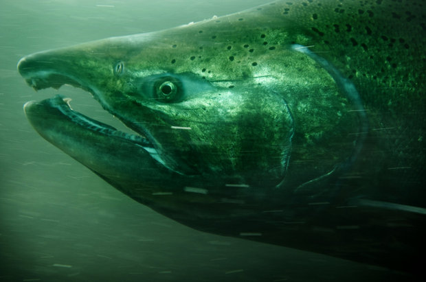 A federal judge has ruled the U.S. government's plan for recovering salmon and steelhead in the Columbia River basin is inadequate. (Torsten Kjellstrand/Oregonian file photo)