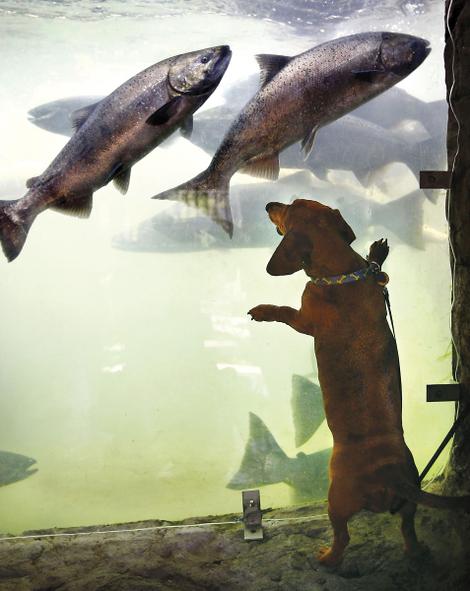 Chinook salmon run up through Columbia River dams, past viewing rooms, as a little dog looks on. (AP photo)