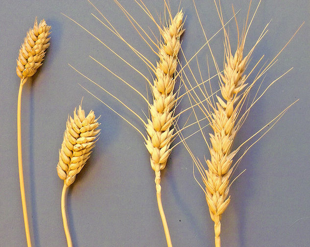 The difference between club wheat, on the left, and soft white wheat, is easily seen.  Consultant Art Bettge says it's harder to tell their flours apart, 'but if you were to bake cookies using the same recipe, you would for sure be able to tell a difference.
