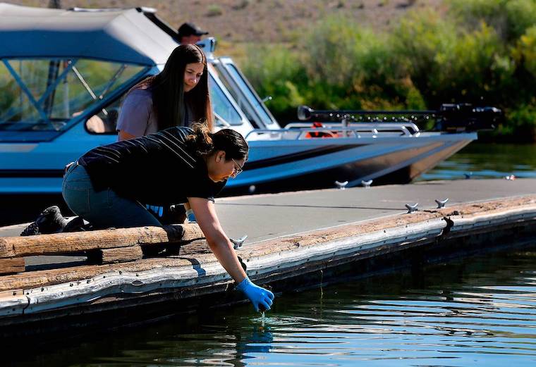 Environmental health technicians collect water samples from the Columbia River in the Tri-Cities area to be tested for toxins linked to blue algae. (Bob Brawdy photo)