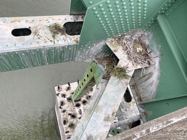 Cormorant nests and eggs on the Astoria-Megler Bridge. Photo: Oregon Public Broadcasting.