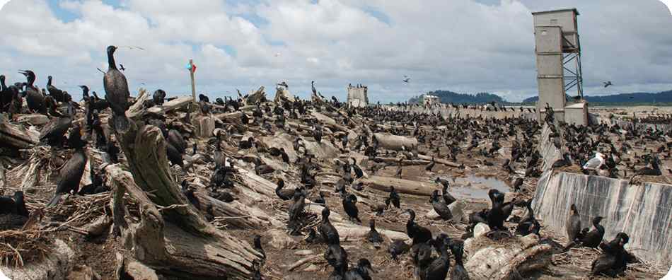 In 1989, only 100 nesting pairs of double-crested cormorants were counted on East Sand Island, near the mouth of the Columbia River. By 2013, numbers had increased to nearly 15,000 nesting pairs, the largest colony in North America.