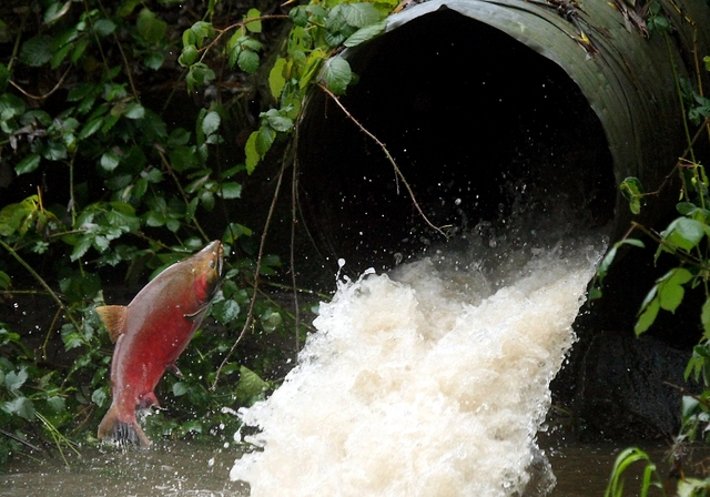 A coho salmon attempts to leap into a culvert. (Meegan M. Reed / Kitsap Sun photo)