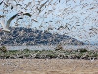 (Bird Research Northwest) Not a single Caspian tern chick has survived due to disturbances caused by eagles.