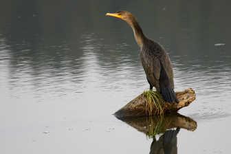 An orange beak and more brown than black plumage identify the double-crested cormorant as a juvenile. The double-crested cormorant often swims with just its head and neck above water.