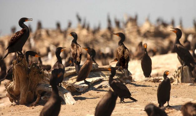 This Aug. 12, 2011 shows double crested cormorants on East Sand Island in the Columbia River near Ilwaco, Wash. (Photo: Steve Ringman, Seattle Times)