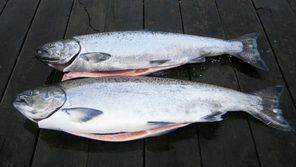 These two chinook salmon were caught on the Lower Columbia River.