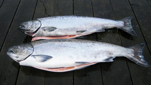Cleaned Fall Chinook
