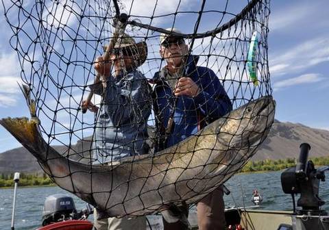 salmon fishing guide Dave Grove, left, nets a fall Chinook for David Moershel while fishing on the Columbia River near Desert Aire, Wash.  (Rich Landers)