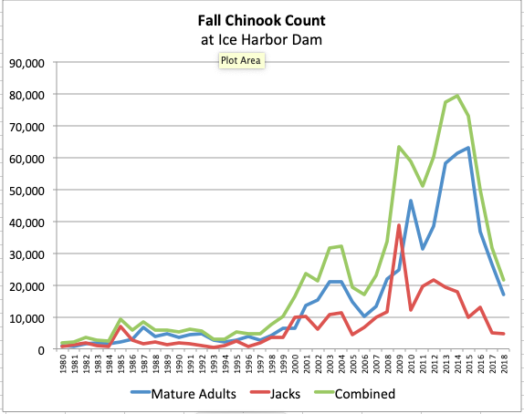 Graphic: Adult counts of Fall Chinook at Ice Harbor Dam.