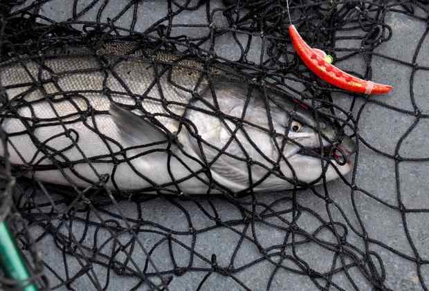 A record run of fall chinook 'upriver brights' mostly headed for the Hanford Reach is forecast for the Columbia River this year.