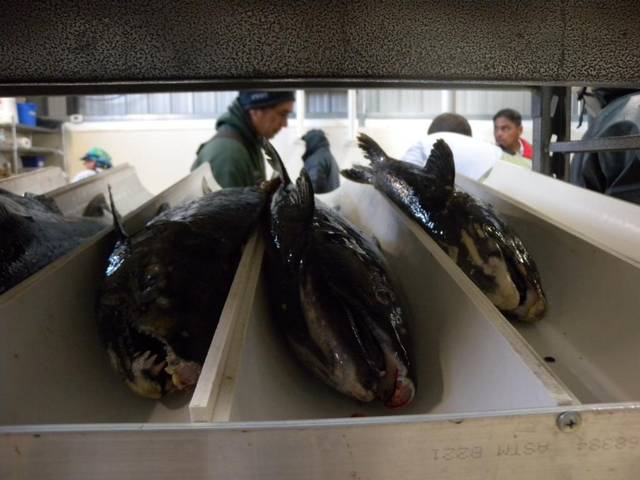 Nez Perce tribal fisheries staff work with endangered fall chinook in one of its hatcheries. (Nez Perce Tribe photo)