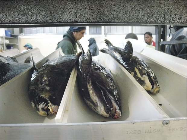 The rebound of Idaho's fall chinook salmon owes its success to hatchery programs, such as this one at the Nez Perce Tribal Hatchery in Juliaetta. After eggs and milt are taken, the research staff collect scales, tags and genetic material from the returning salmon. (Photo: COLUMBIA RIVER INTER-TRIBAL FISH COMMISION)