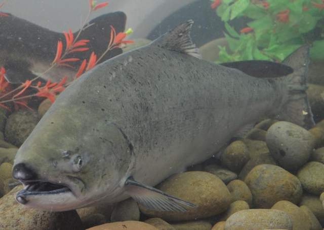 (Henry Miller photo) Almost a million upriver-bright fall-run Chinook salmon like this one are expected to cross Bonneville Dam this year. This salmon was one of several that made a guest appearance in an aquarium in the Natural Resources Area at the 2013 Oregon State Fair.