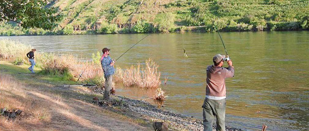 Spring chinook anglers at Hog Island near Lewiston exercise good social distancing as prescribed by the Idaho Department of Fish and Game.