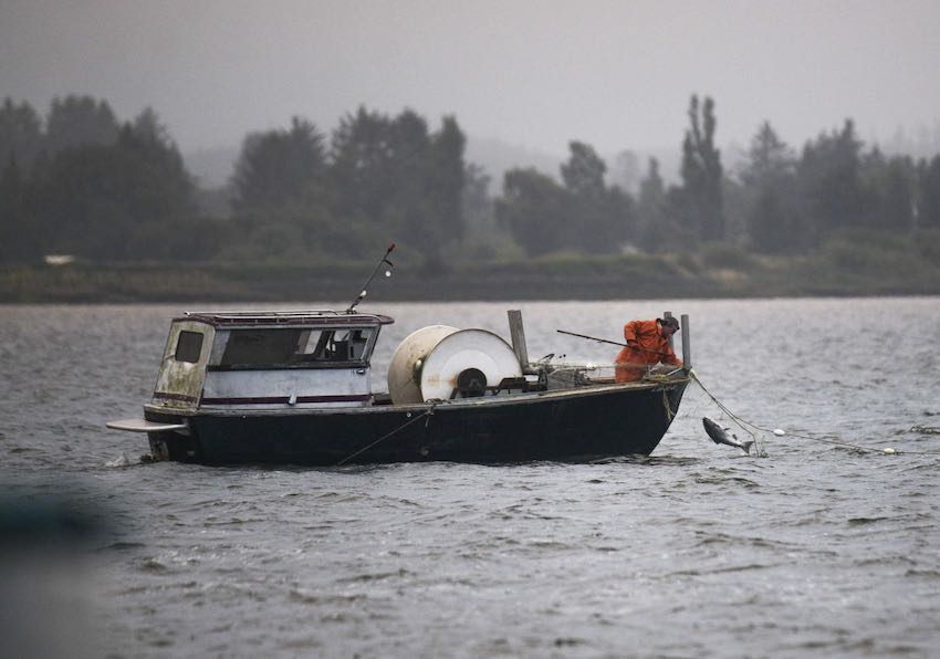 A gillnet fisherman collects a salmon during a net-pen fishery opening on Youngs Bay between Astoria and Warrenton. (EO Media Group photo)
