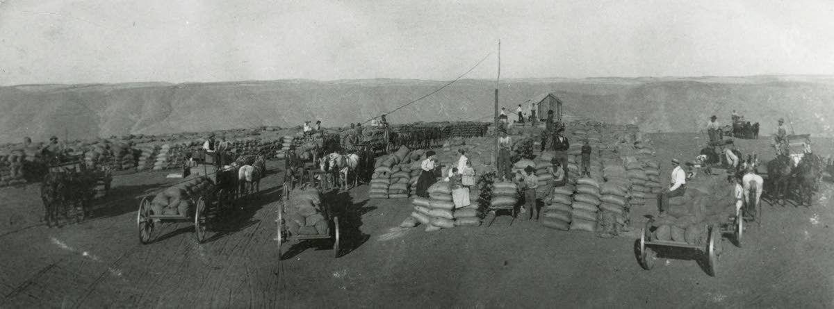 Wagonloads of grain lining up at the top of the Mayview Tram, 1900s. (Courtesy of the WSU Library's MASC)