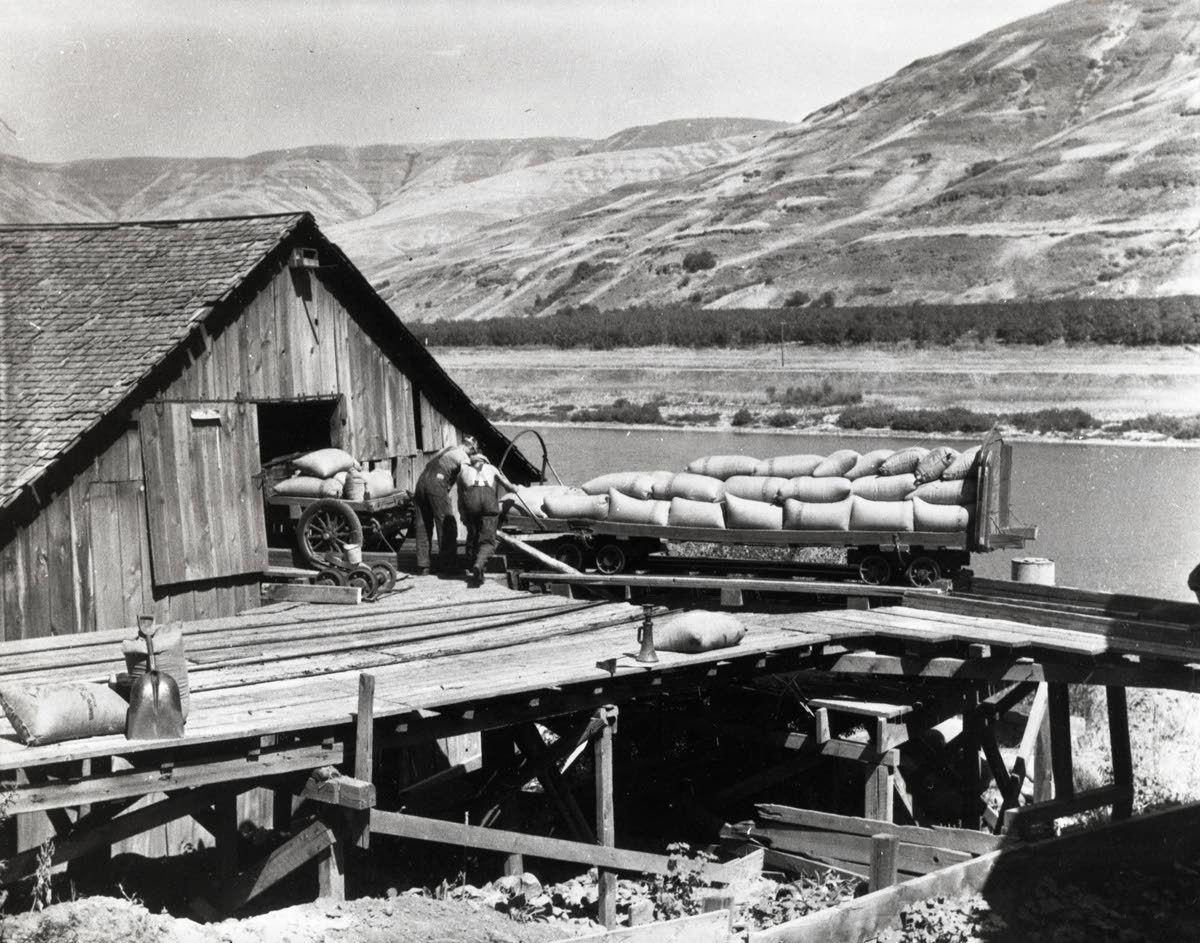 Moving grain from a tramway to shipping at the bottom of the Snake Canyon, 1932. (Courtesy of the WSU Library's MASC)