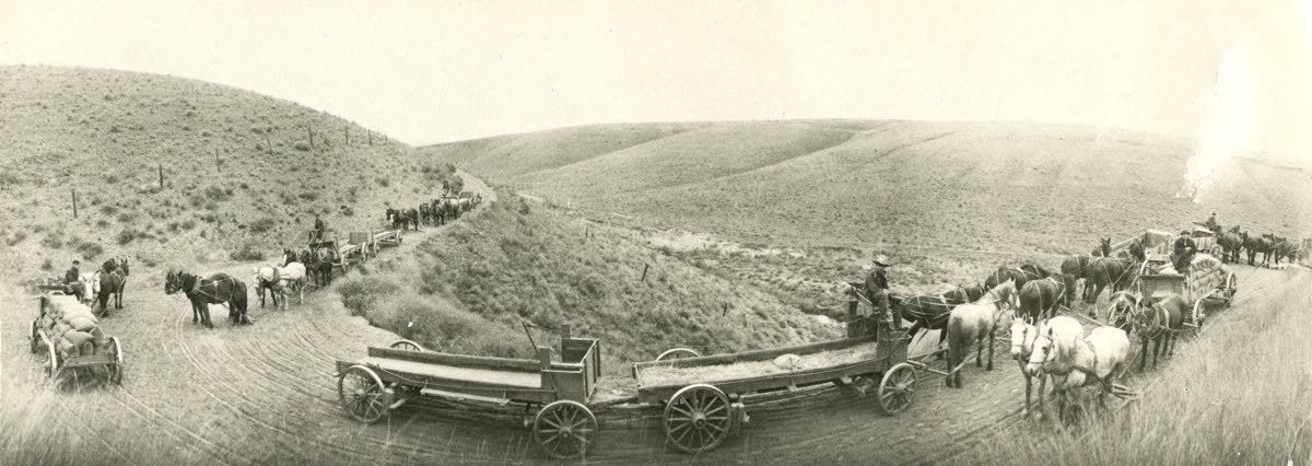 The image shows wagons full of wheat winding down a grade while empty wagons come back up. (Courtesy of the WSU Library's MASC)