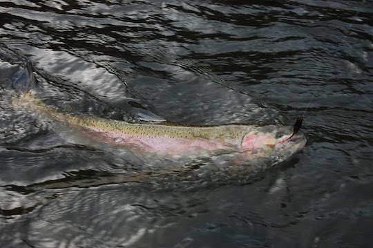 An angler lands an A-run steelhead in the Grande Ronde River.