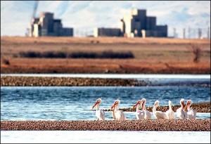 Pelicans rest between feedings of abundant Fall Chinook at the Hanford Reach, the last remaining free-flowing stretch of the Columbia River between Canada and Bonneville Dam.