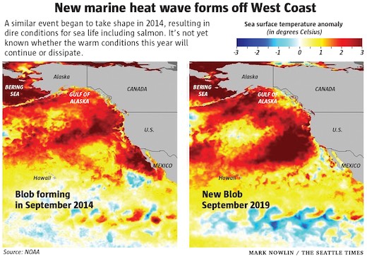 Map of marine heat wave forming of the West Coast of North America.  It is similar to 'The Blob' that devastated sea life and ravaged runs of Pacific salmon over the past several years.