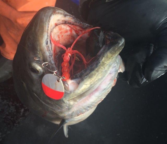 Spring chinook tend to bite on spinners as water temperatures warm in the lower Columbia River.