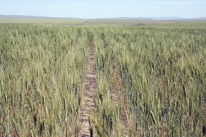 Wheat grows on state land in the Horse Heaven Hills region of Benton County, Washington (source: Washington Department of Natural Resources)