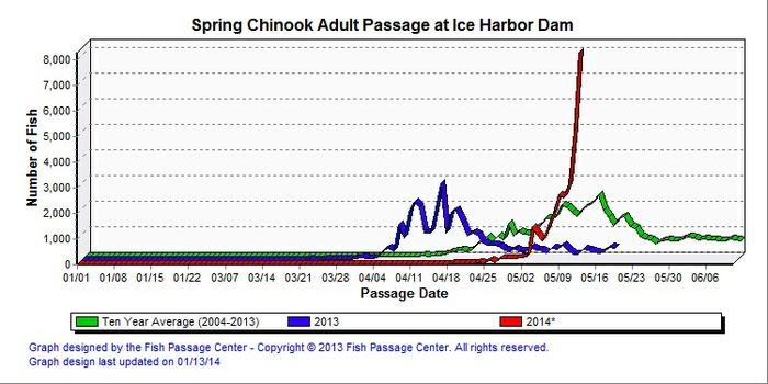 Graphic: Spring chinook counts over Ice Harbor Dam as of May 8, 2014. (Fish Passage Center)