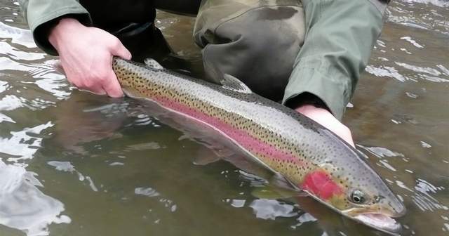 Another poor steelhead run, similar to last year's dismal numbers, is likely to have an economic impact for businesses in Orofino and Riggins that depend on anglers spending money on fishing trips. (IDF&G photo)