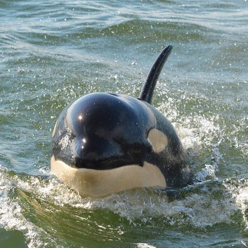 J52 nicknamed 'Sonic', was a two and a half year old male born during the so-called Baby Boom of 2015/2016 -- is deceased, presumably from malnutrition. (by Gary Sutton)