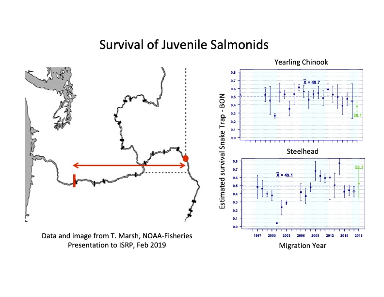 Graphic: Survival of juvenile salmon from the Washington/Idaho border to beyond Bonneville Dam has averaged around 50% survival.  In other words, half of them die while migrating through the federal hydropower system.