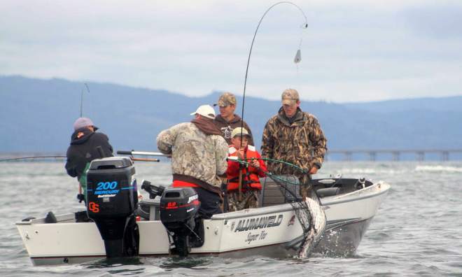 (Edward Stratton photo) Parker Ostrom, 12, pulls in a salmon while fishing on the Columbia River near Astoria, Ore. The fall Chinook salmon run on the Columbia River is the largest in the past 75 years--up to 835,000 adult chinook with more than 63,000 fish travelling up the rivers' Bonneville Dam fish ladder on a single day. The bounty of salmon will let officials extend the fishing season on the Lower Columbia River.