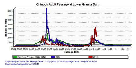 Graphic: Lower Granite fish counts of adult Chinook salmon.  Cooler water temperatures have made to erase the thermal barrier at Lower Granite Dam up the Snake River.