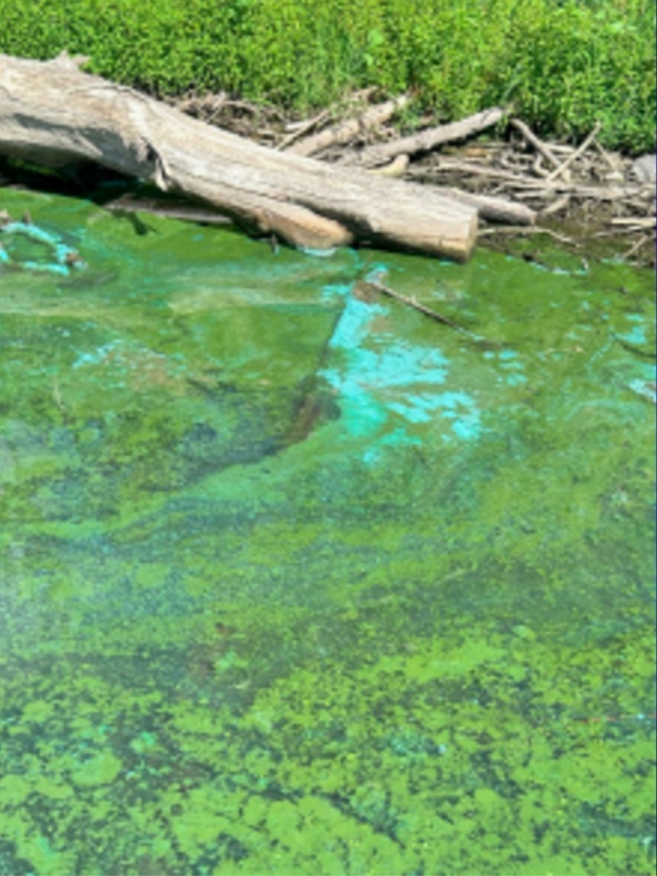 A type of harmful algae has been found in the Snake River, according to a press release from Whitman County Public Health (Whitman County Public Health).