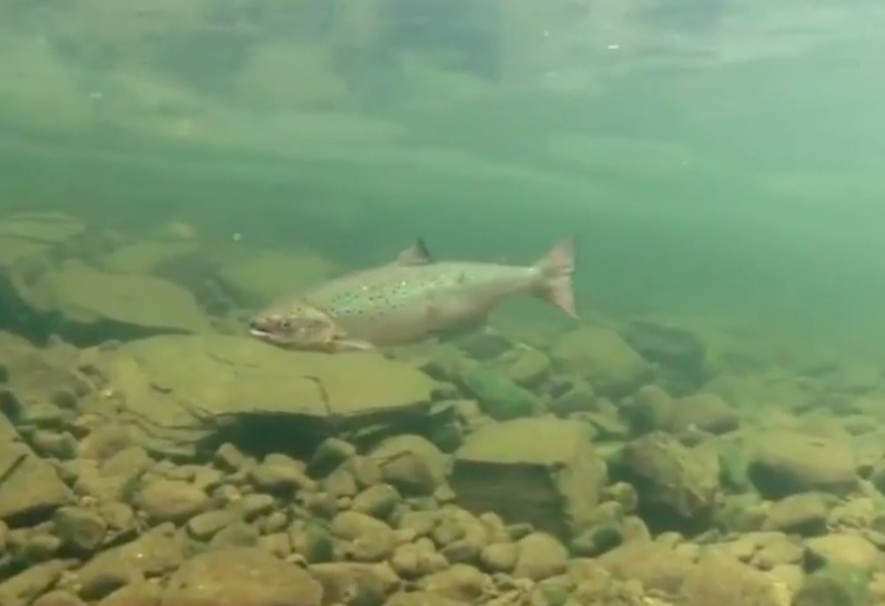 In 1992, after multiple dams were added to the lower Snake River, the population of Sockeye salmon went from roughly 30,000 to just one.