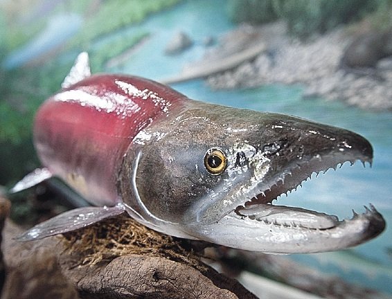 (Darin Oswald photo) Lonesome Larry was the only sockeye salmon to make it to Idaho's Redfish Lake to spawn in 1992. His sperm was used to preserve a strain of the salmon that was on the edge of extinction.