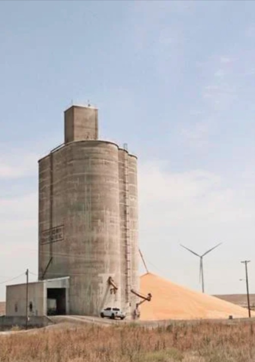 Grain pours out of a Morrow County Grain Growers grain elevator along Highway 207 north of Lexington. (Gary L. West photo / Capital Press)