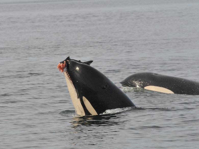 This orca, a member of J pod, was photographed eating what is likely a chinook salmon in Haro Strait in 2008. (Photo Astrid van Ginneken / Center for Whale Research)